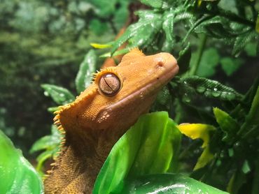 Say hi to Clifford, our resident Crested Gecko