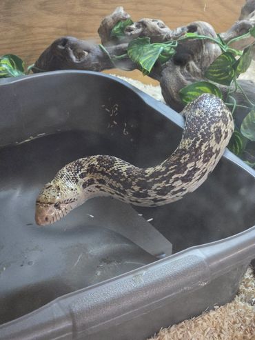 Tabitha, our full grown Bullsnake who is still looking for a home