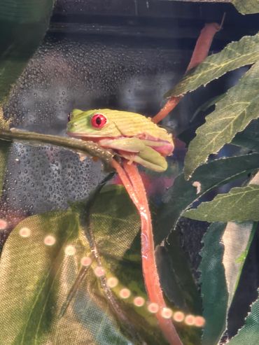 Iconic Red Eyed Tree Frog