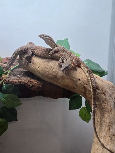 Ackie Monitors having a bask