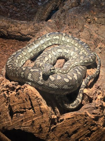 Carpet the Carpet Python...being a carpet