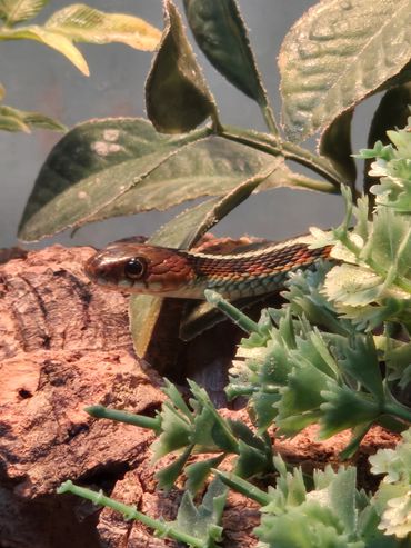 Shy little Red Sided Garter Snake