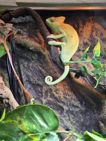 Veiled Chameleon giving the side eye