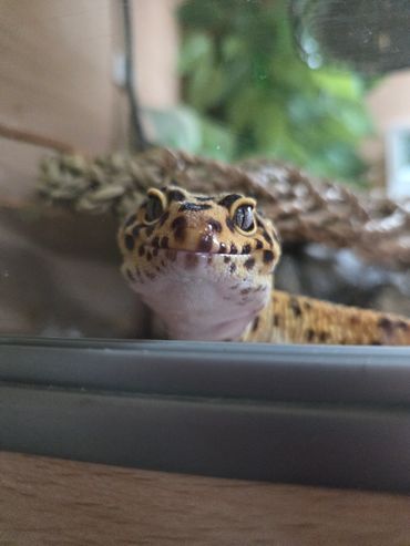 Smiley Leopard Gecko just before going home with his new family!