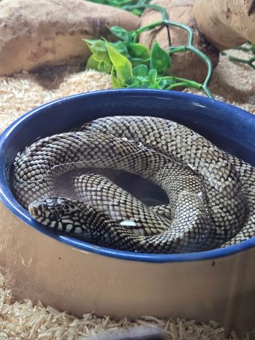 Frankie the Kingsnake cooling off