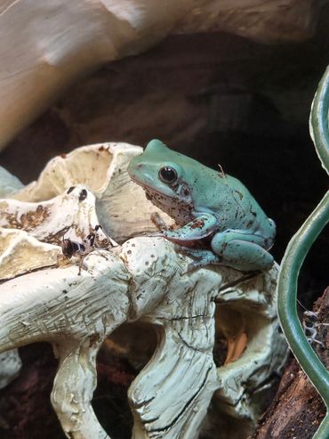 One of our Whites Tree Frogs