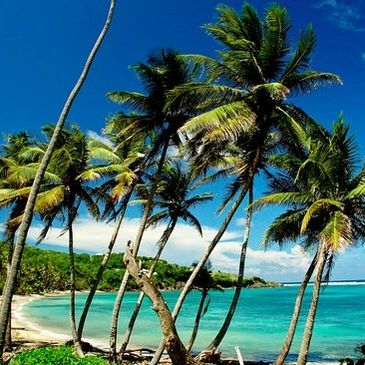 Tropical beach with palm trees and turquoise water.