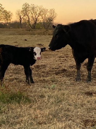 baby calf cow