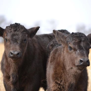 baby cows, baby calves