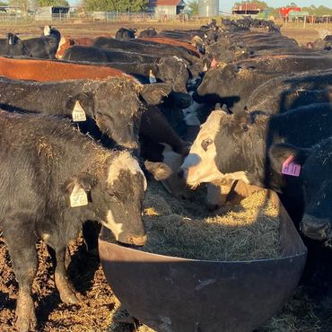 happy cows eating food
