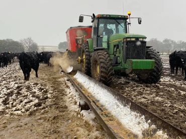 feeding cows in cold