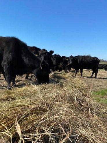 black cows eating hay