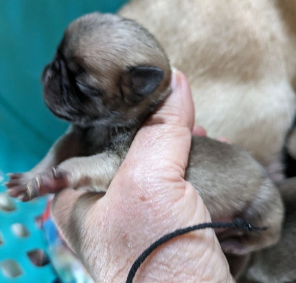 Mini pug baby,Puppy regular pug puppy, small pug puppy
