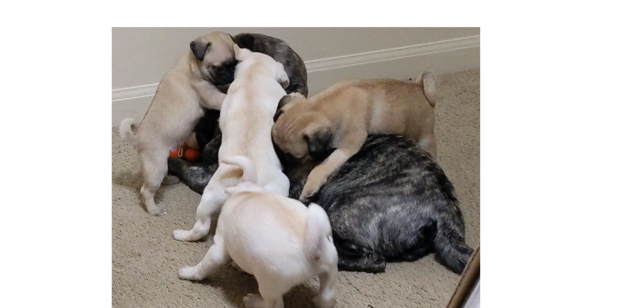 Baby grumble of pug puppies