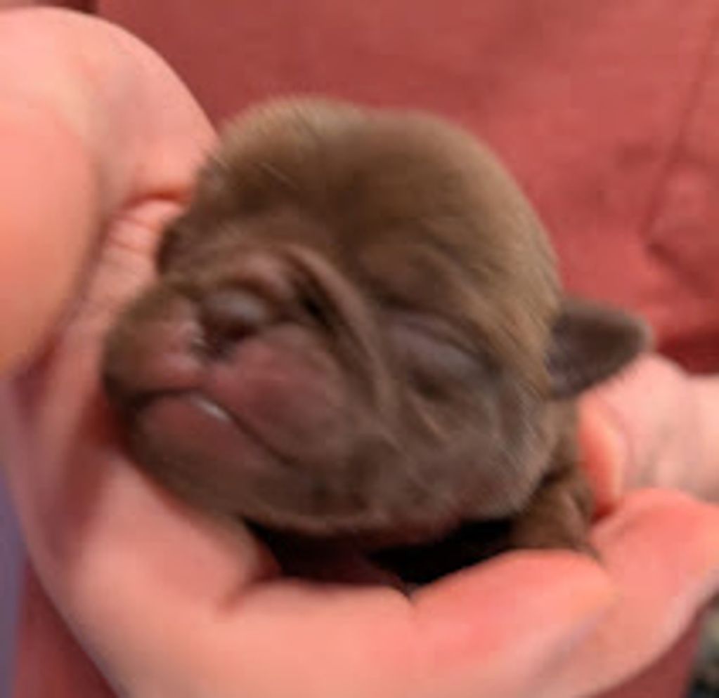 This little chocolate girl has found her forever home.-SOLD