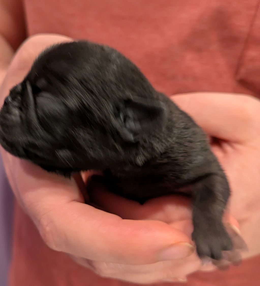 black baby pug dog