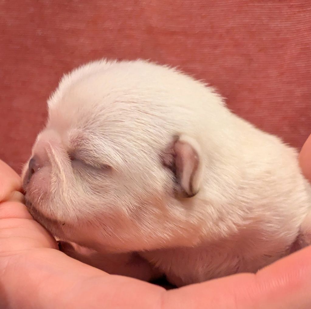 White pug pappy baby