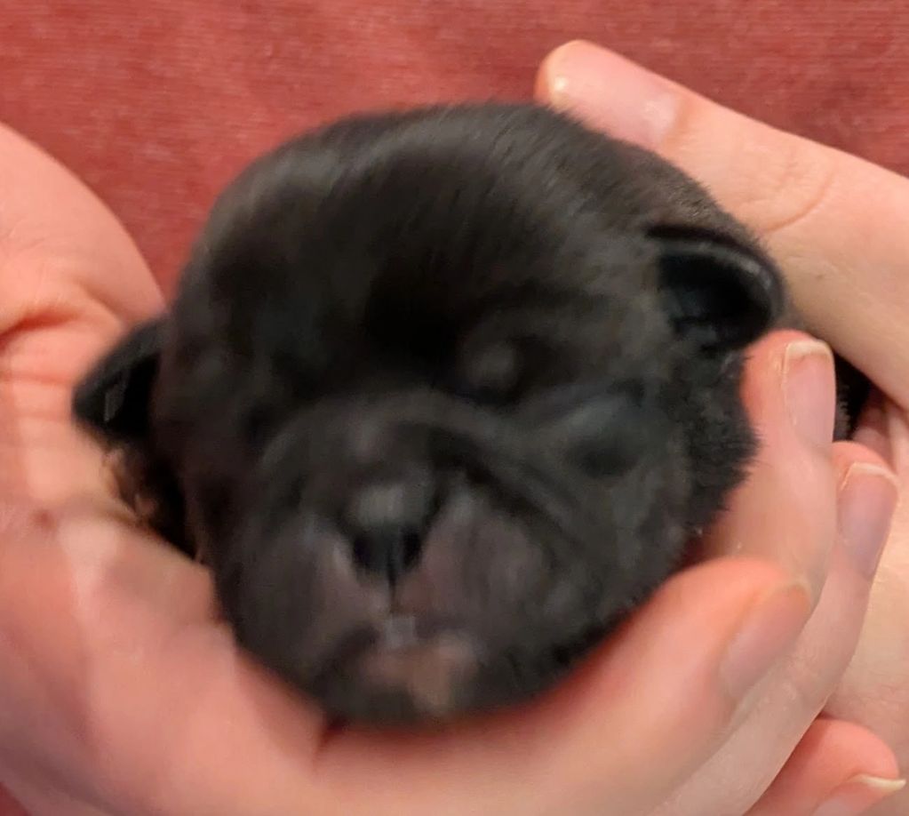 Peaches black Pug Dog baby puppy