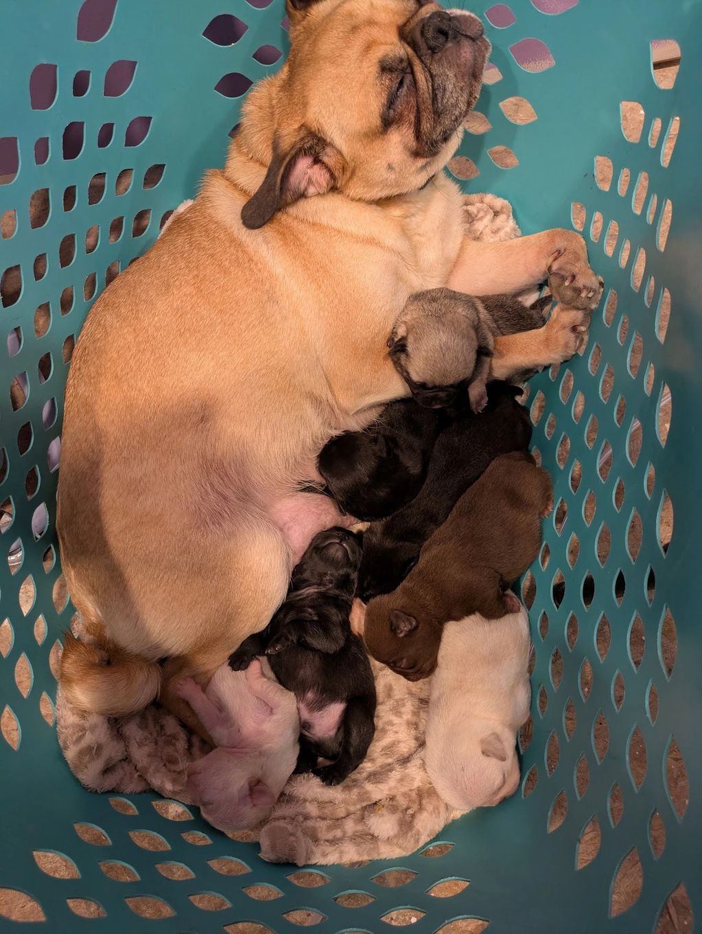 Apricot pug AKC  Mama
