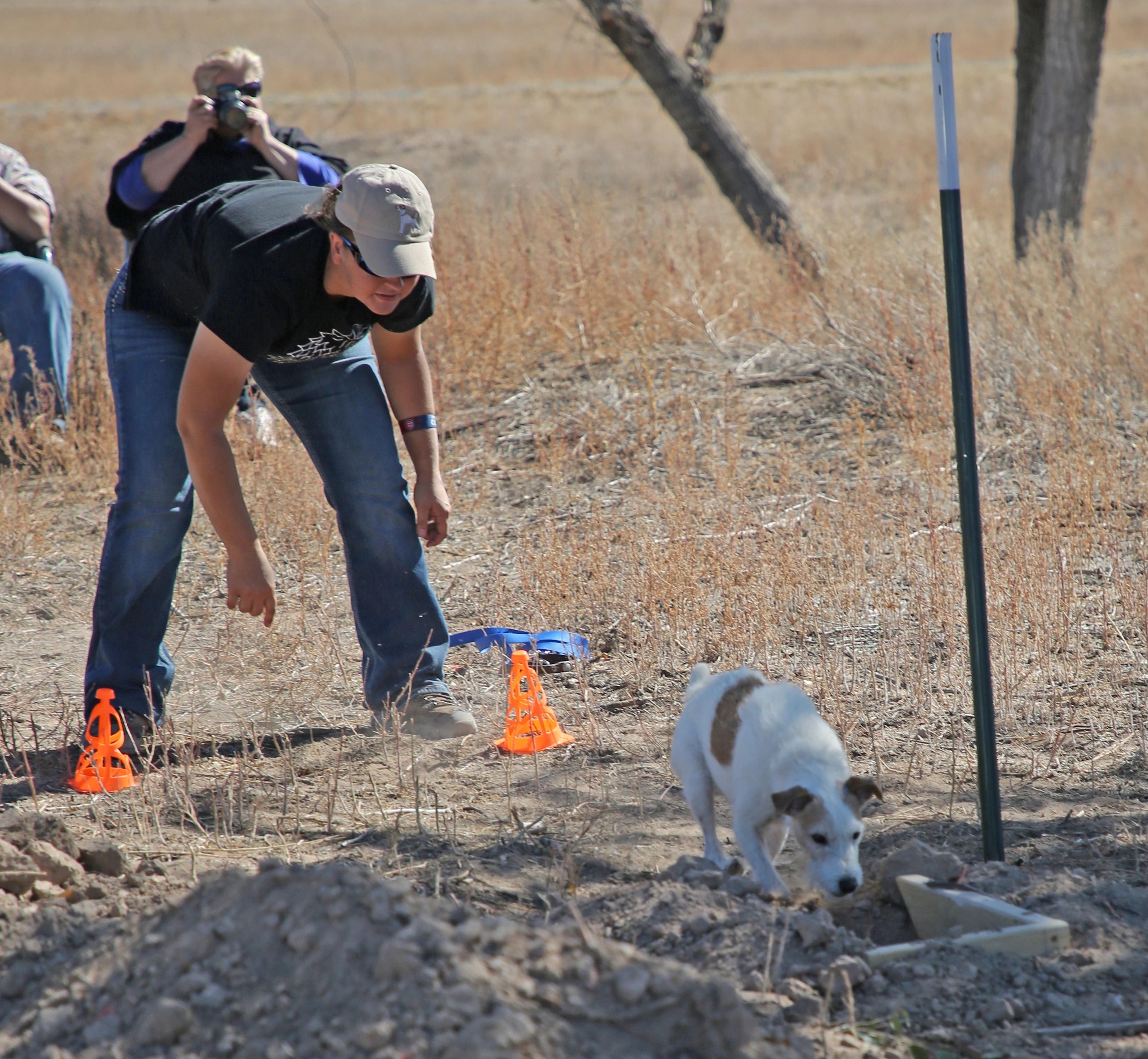 A Jack Russel Terrier entering the Junior Earthdog tunnel during a trial  at  Cottonwood, AZ.