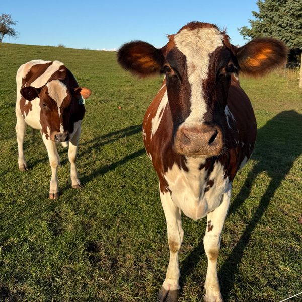 Two brown and white cows standing on green grass under a clear blue sky.