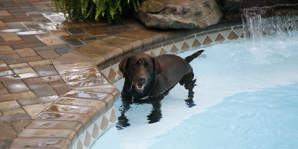 Sun Drenched Pools Install of a San Juan Fiberglass Pools Atlantic Model. Dog Friendly Pool