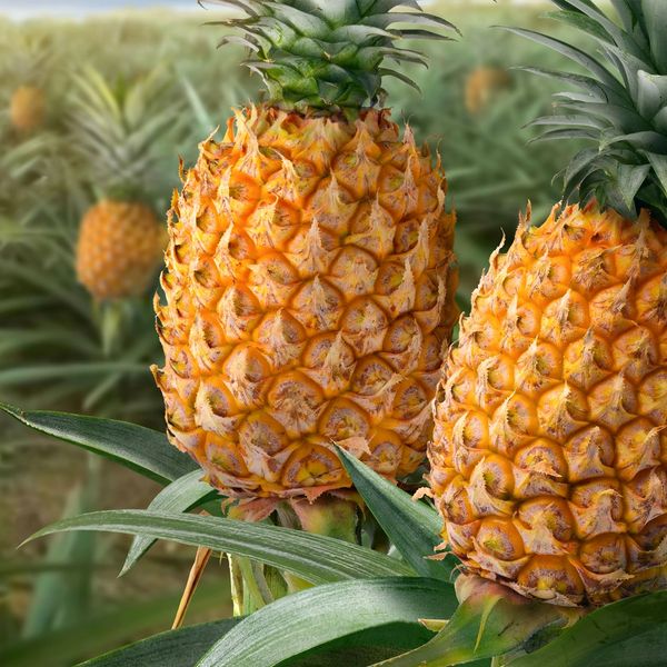 Ripe pineapples growing on green plants in a tropical field.
