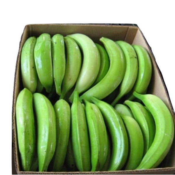 A box filled with fresh green bananas.