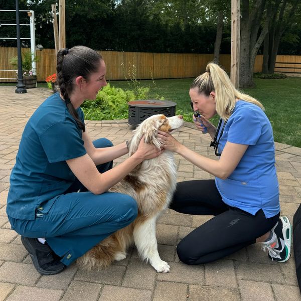 vets taking care of dog