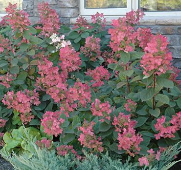 Hydrangea paniculata - Red Diamond