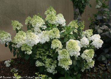 Hydrangea paniculata - Bobo Dwarf