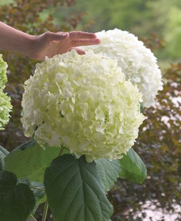 Hydrangea aborescens - Incrediball