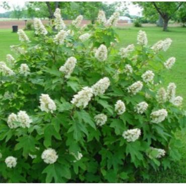 Hydrangea quercifolia Alice Oakleaf