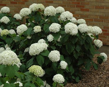 Hydrangea aborescens - Annabelle