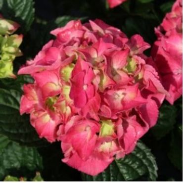 Hydrangea macrophylla - Aurora Red