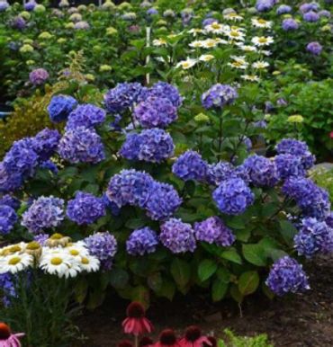 Hydrangea macrophylla - Endless Summer Bloomstruck