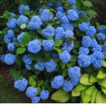 Hydrangea macrophylla - Blue Heaven