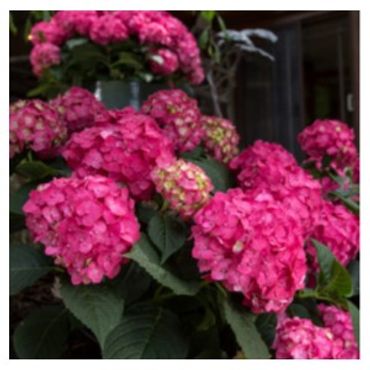 Hydrangea macrophylla - Endless Summer Crush