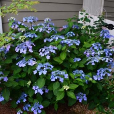 Hydrangea macrophylla - Endless Summer Twist 'n Shout