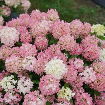 Hydrangea paniculata - *PW Firelight Tidbit