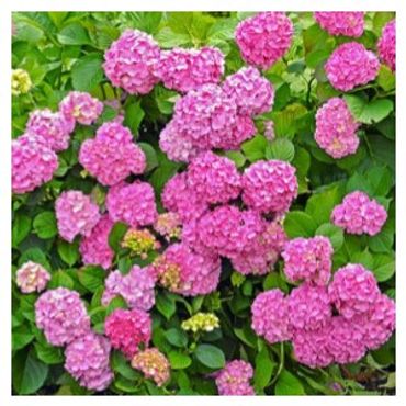 Hydrangea macrophylla - Forever Pink