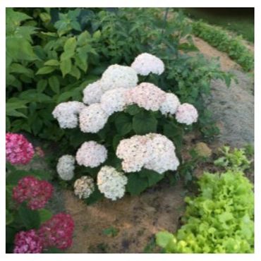 Hydrangea arborescens *PW Invincibelle Wee White