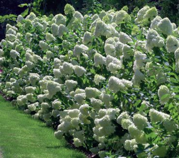 Hydrangea paniculata - Limelight