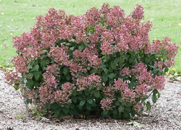Hydrangea paniculata - Little Quick Fire