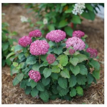 Hydrangea arborescens *PW Invincibelle Mini Mauvetta
