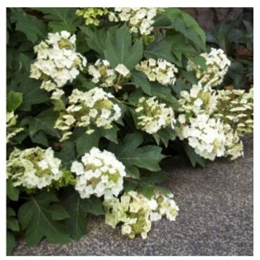 Hydrangea quercifolia - Dwarf Munchkin Oakleaf