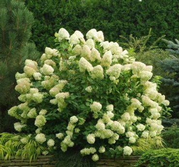 Hydrangea paniculata - PeeGee