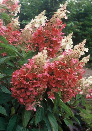 Hydrangea paniculata - Pinky Winky