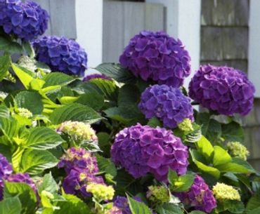 Hydrangea macrophylla - Purple Passion