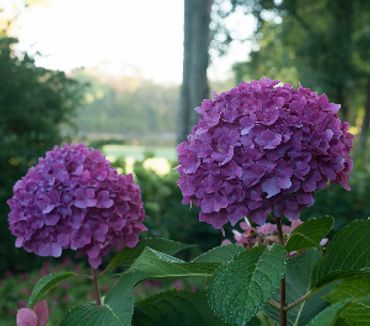 Hydrangea macrophylla -*PW Let's Dance Rave